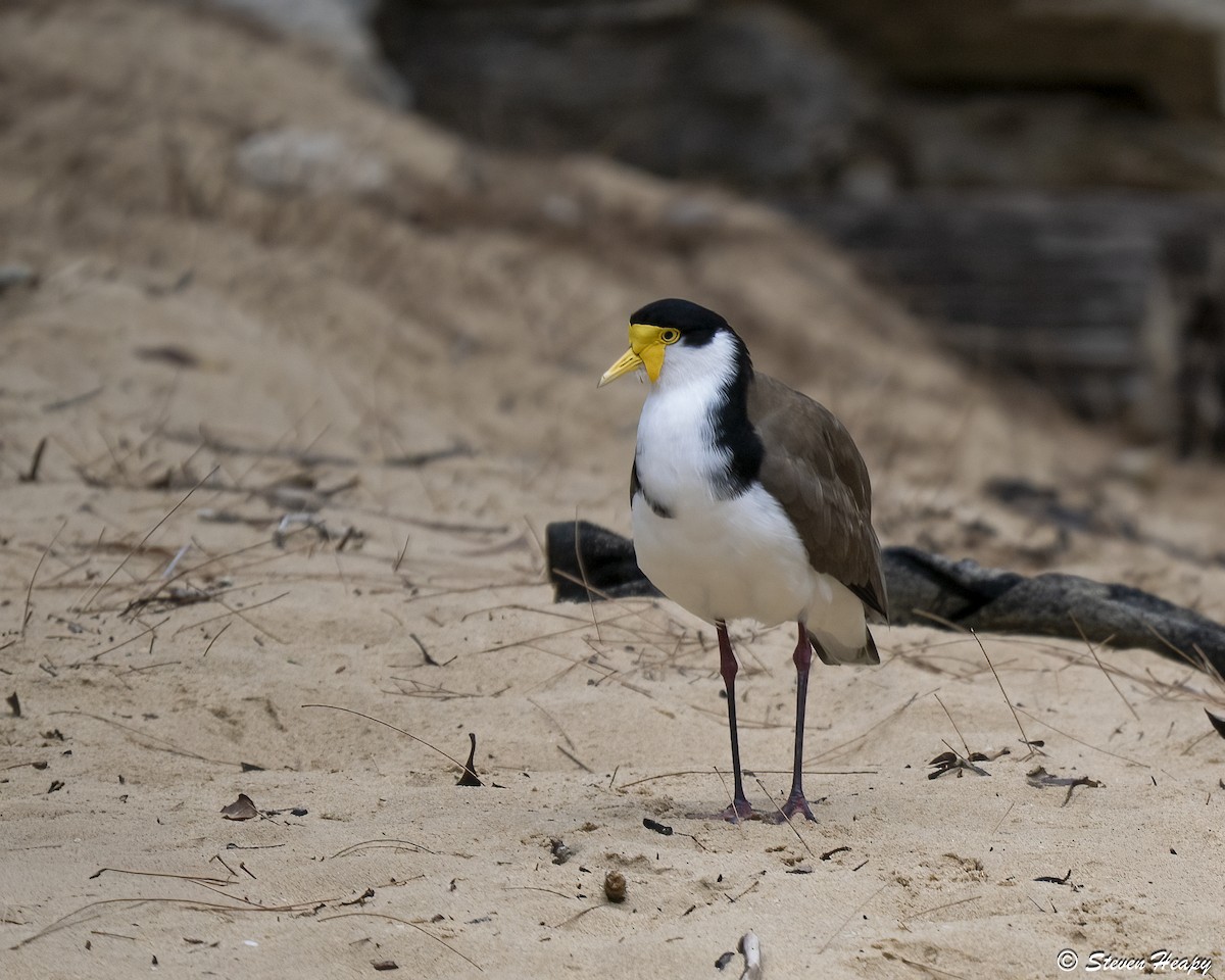 Hegabera maskaraduna - ML645635751