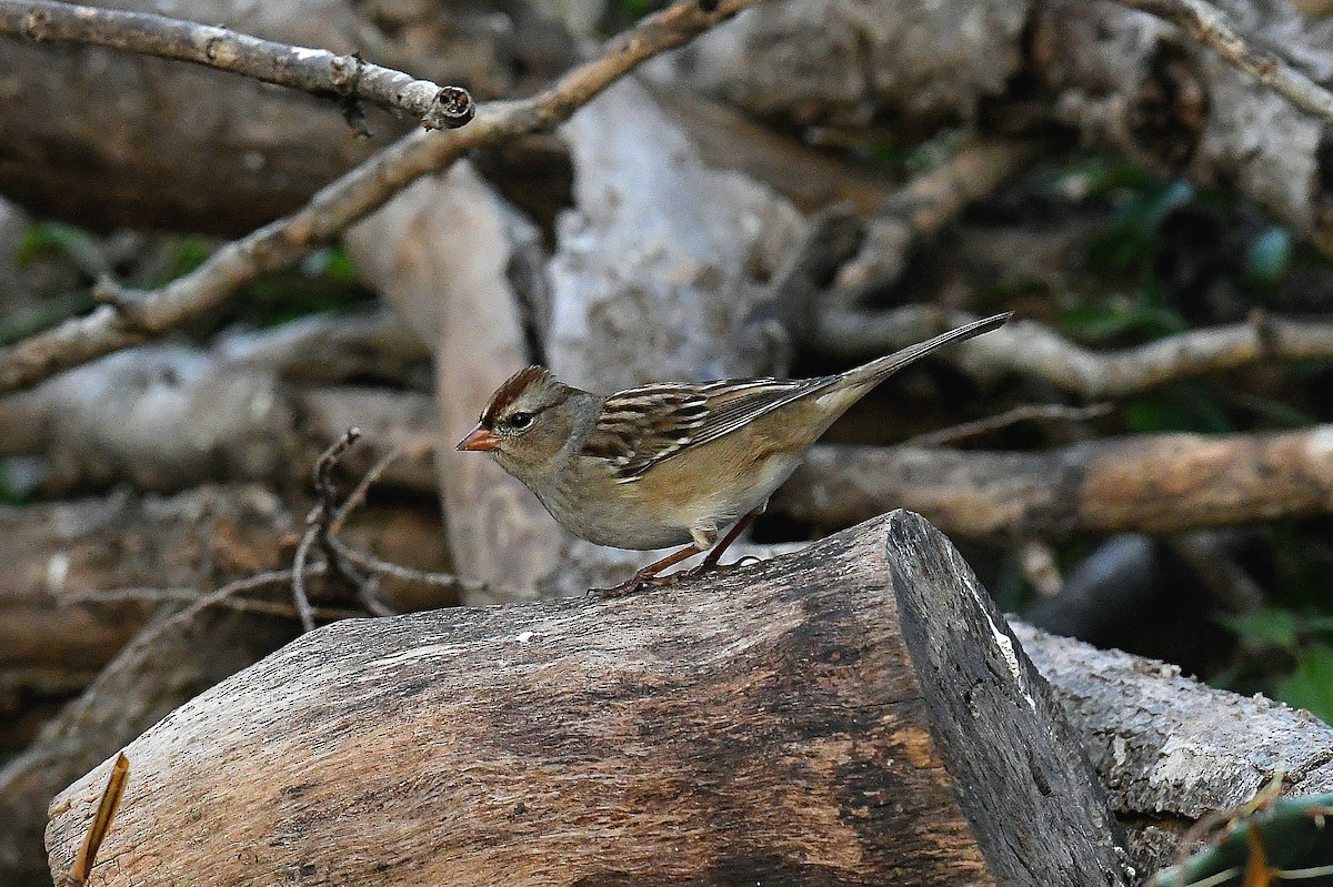 White-crowned Sparrow - ML645635760