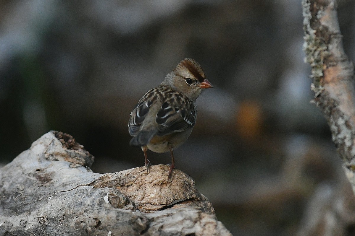 White-crowned Sparrow - ML645635761