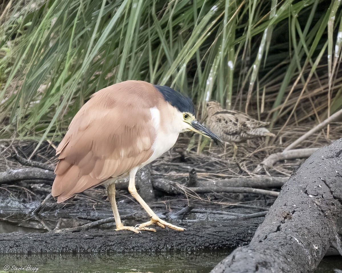 Nankeen Night Heron - ML645635767
