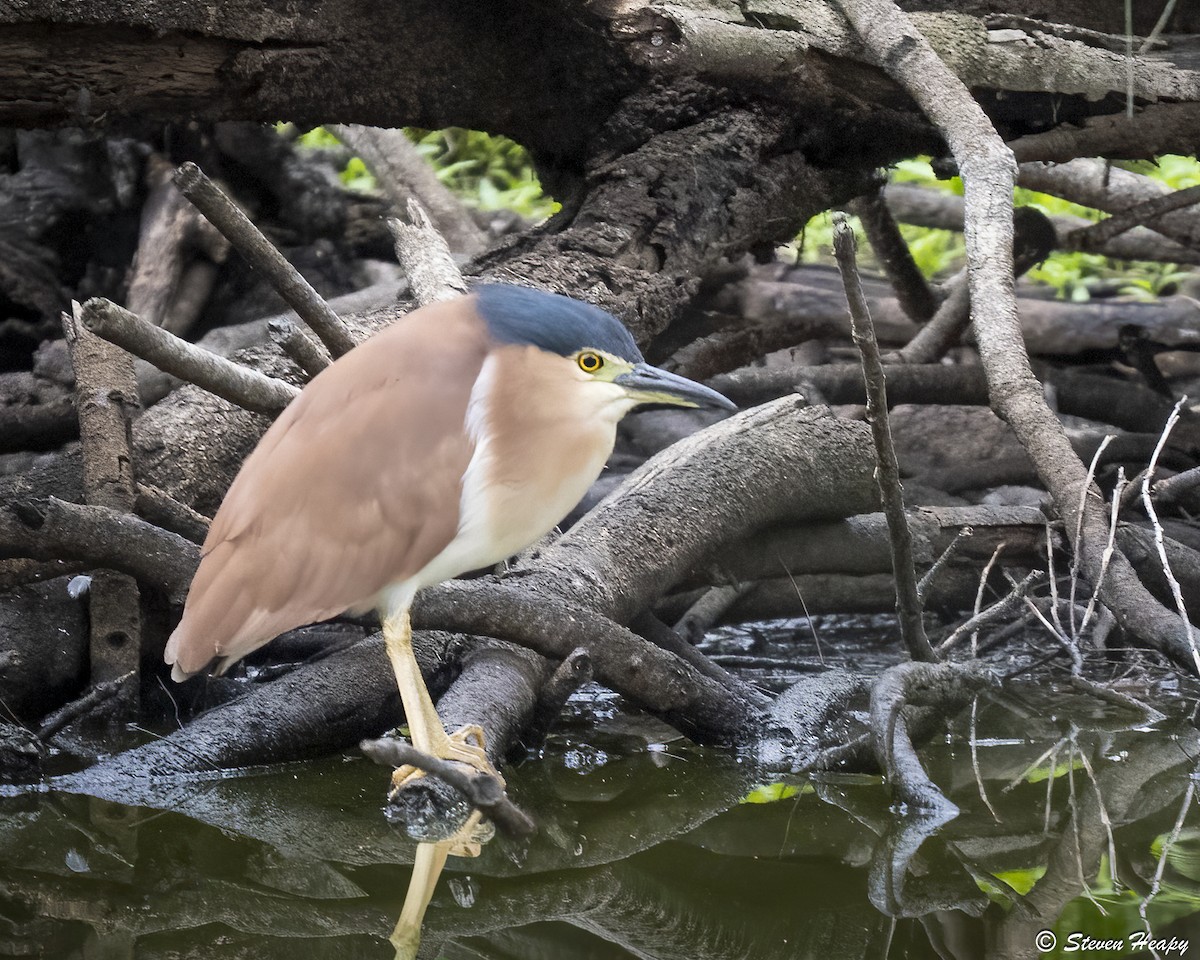 Nankeen Night Heron - ML645635768