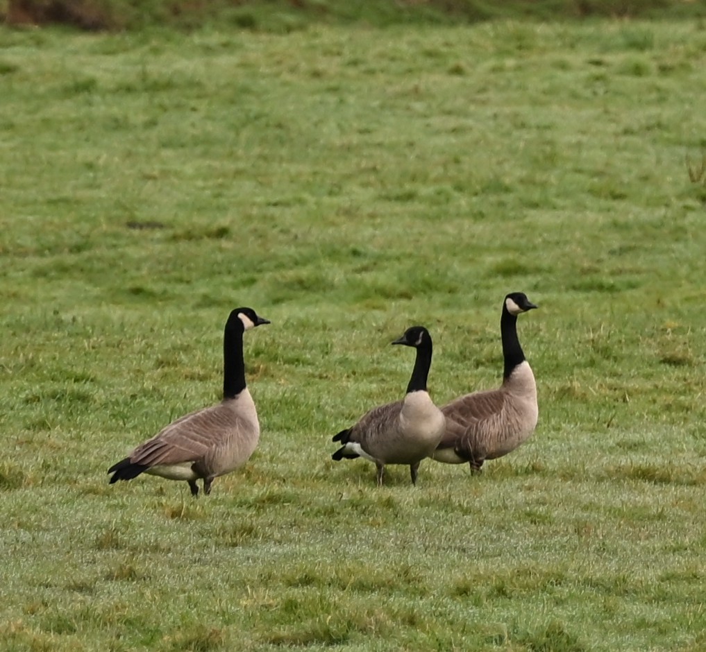 Canada Goose (moffitti/maxima) - ML645635769