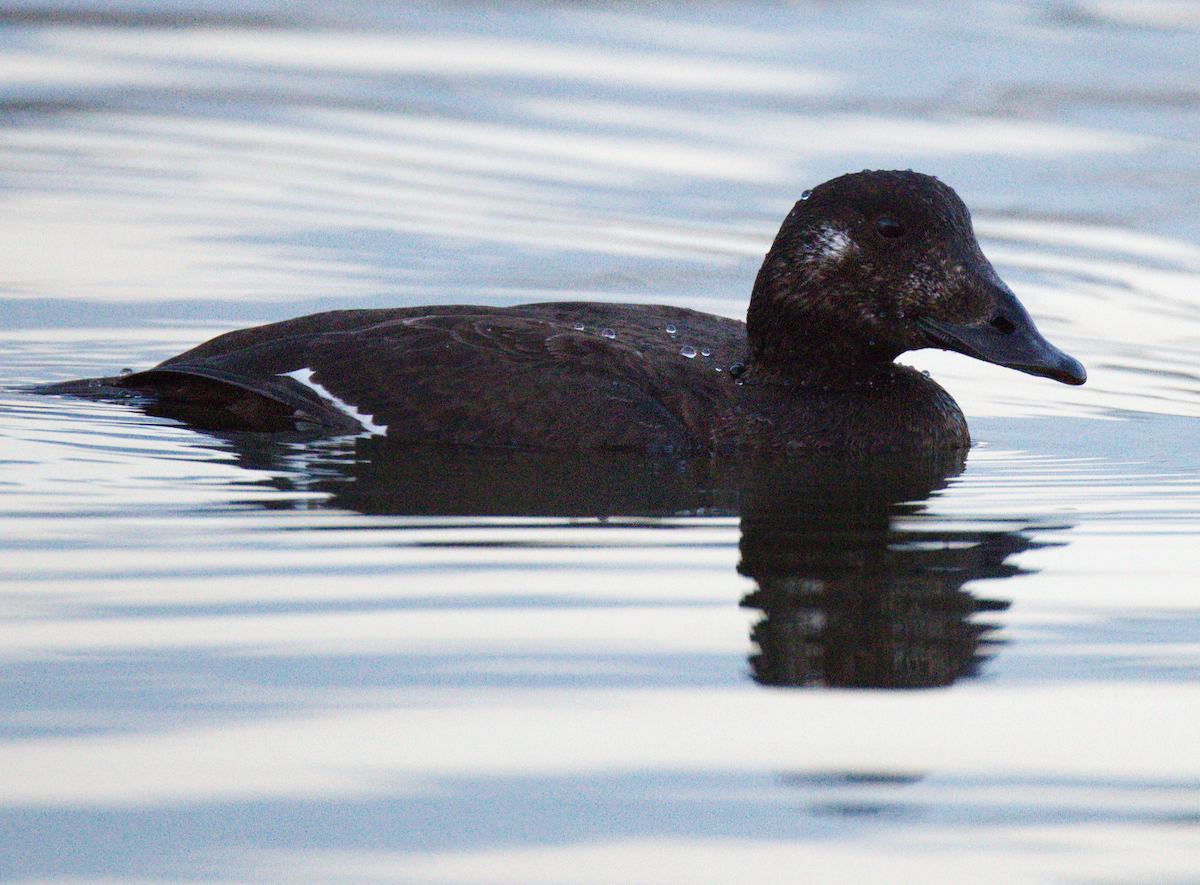 Ahatebeltz hegalzuri amerikarra - ML645635779