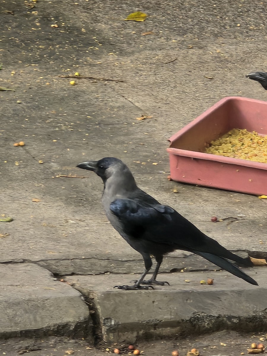 Ворона індійська - ML645635788