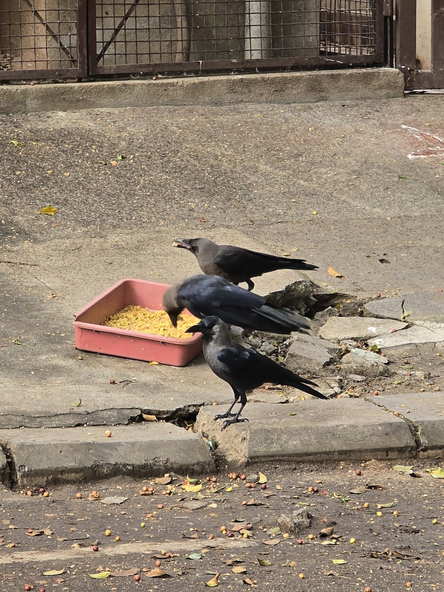 Ворона індійська - ML645635789