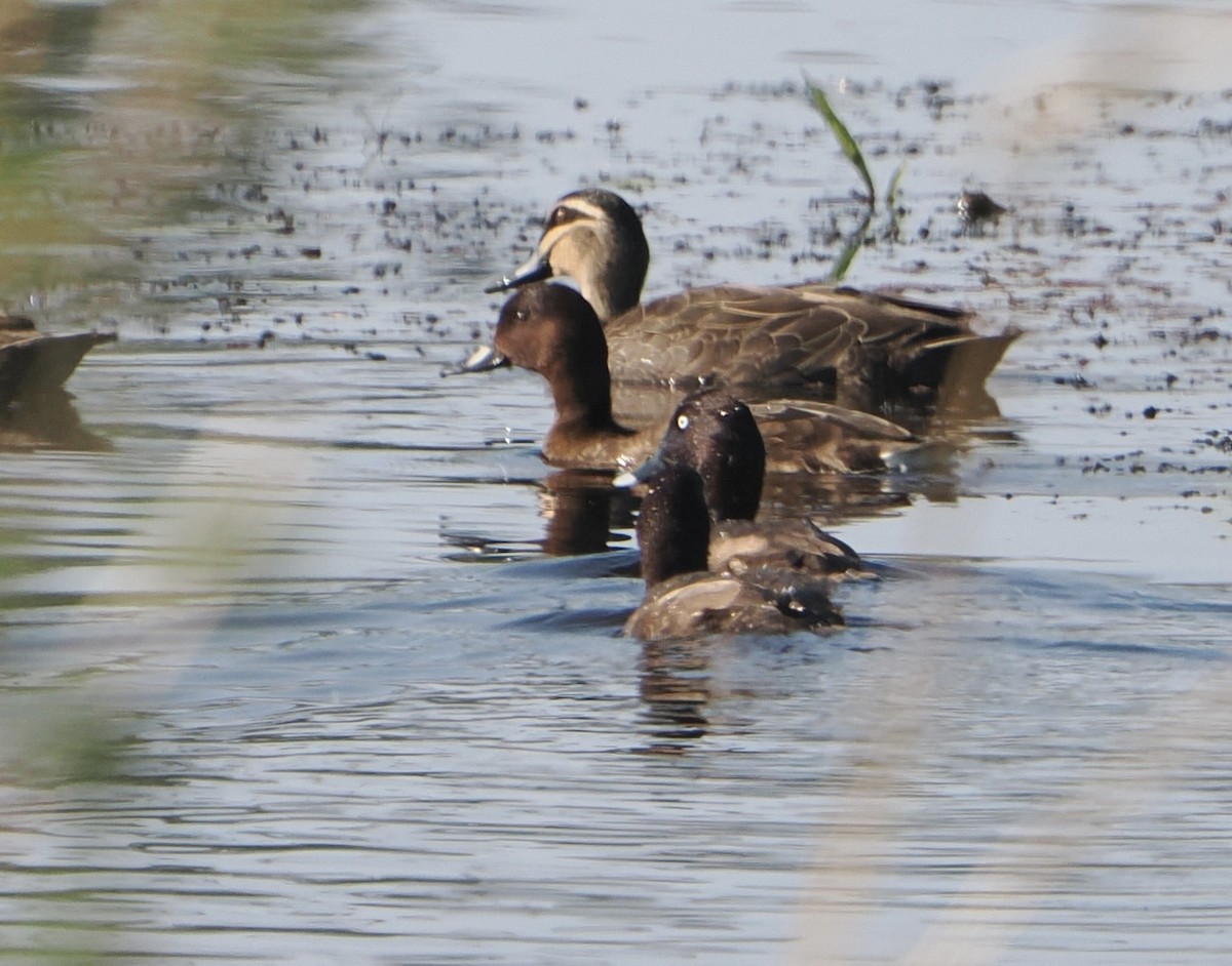 Tasmanmoorente - ML645635803