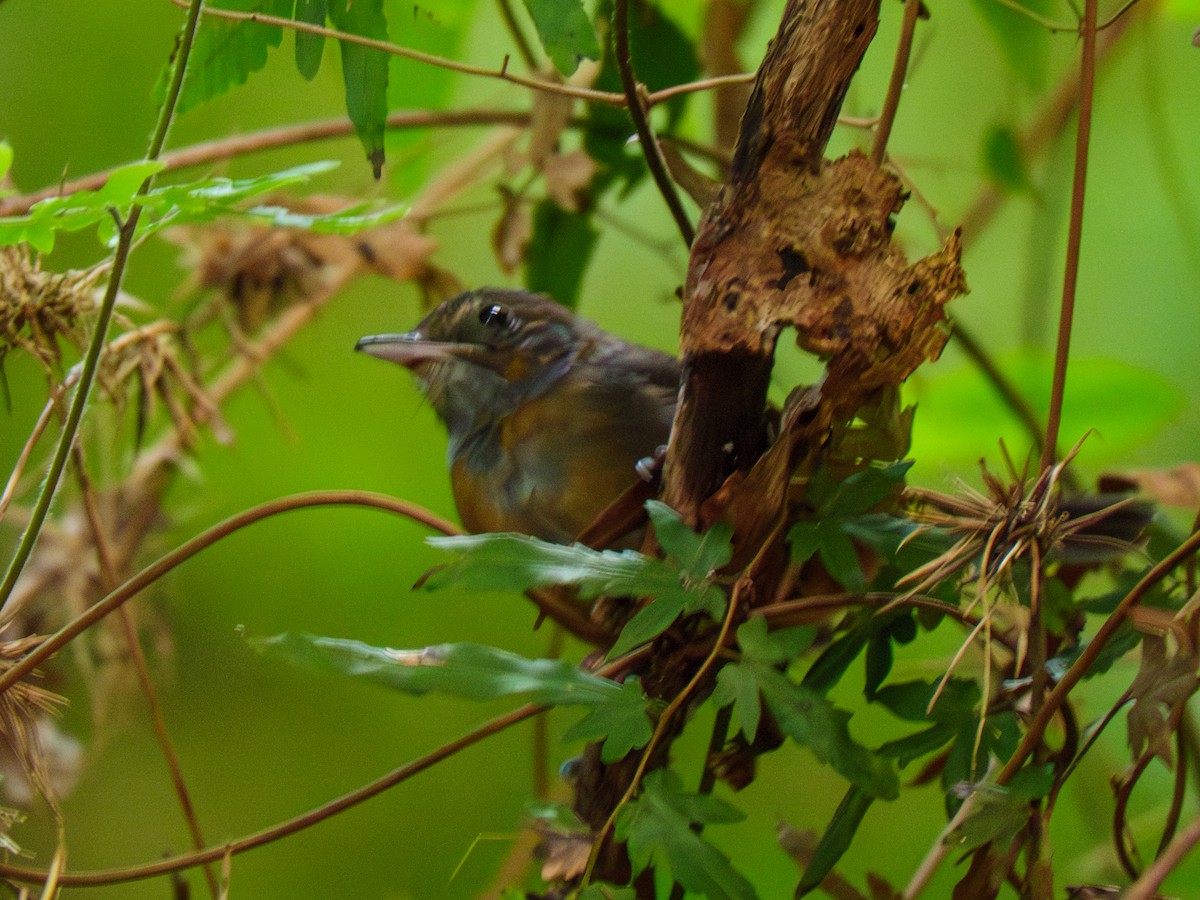 ウスグロアリドリ - ML645635805