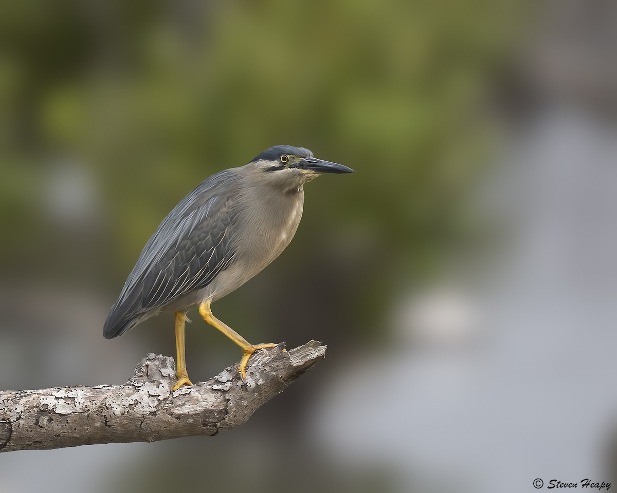 Little Heron - ML645635816