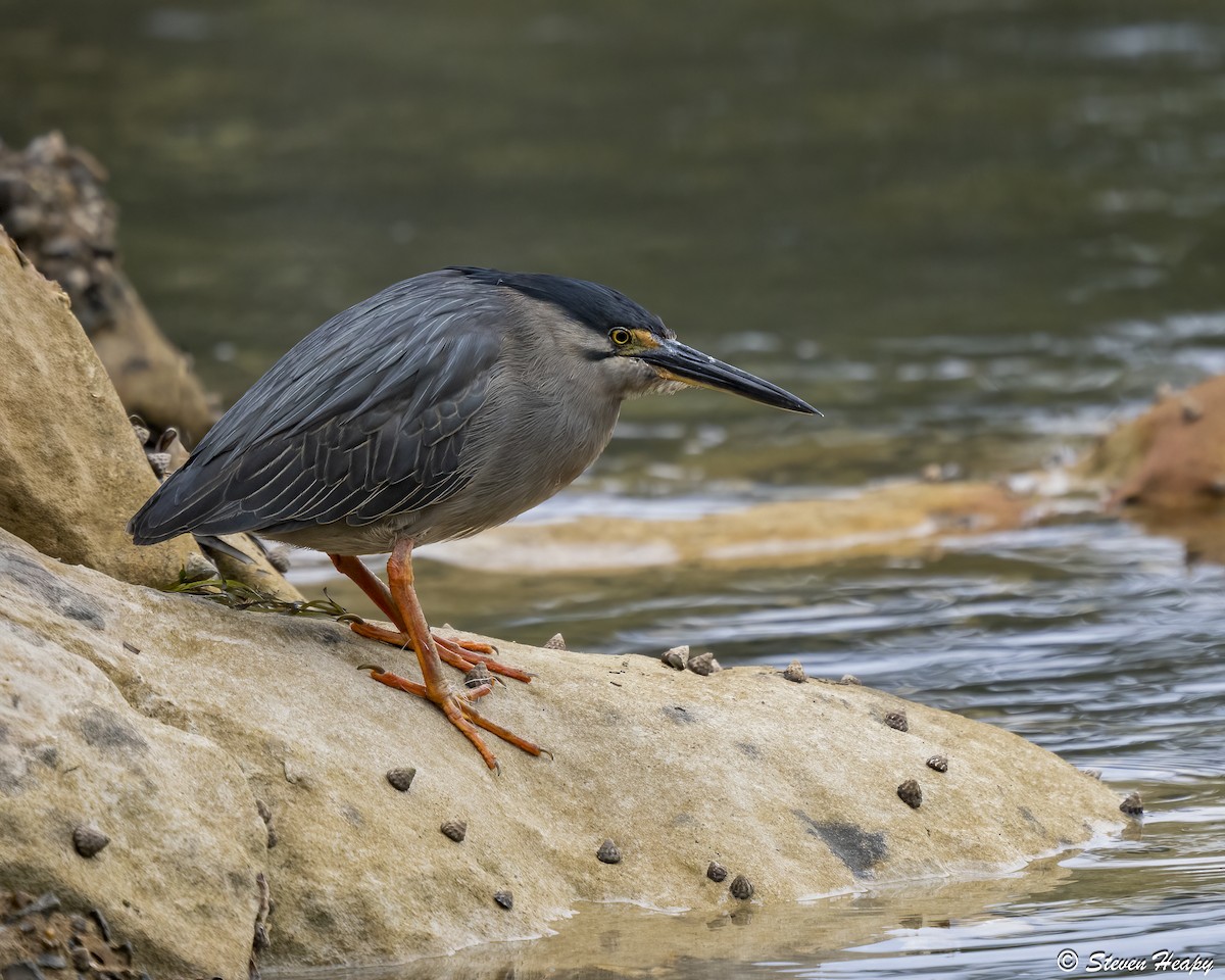 Little Heron - ML645635817