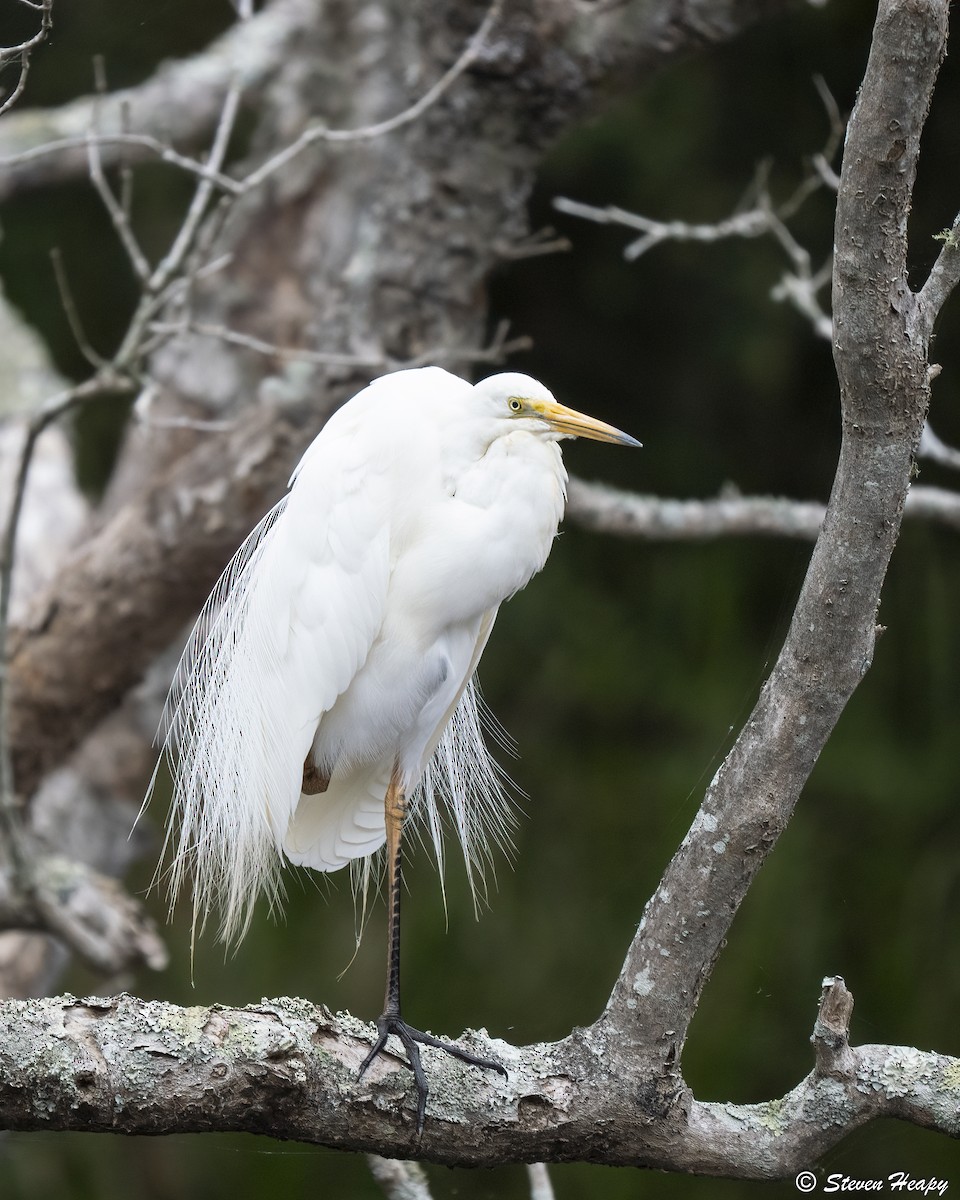Plumed Egret - ML645635824