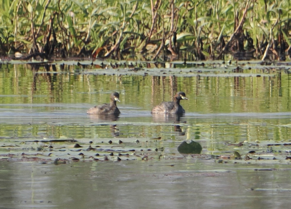 Австралийская поганка - ML645635828