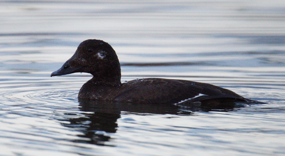 Ahatebeltz hegalzuri amerikarra - ML645635837