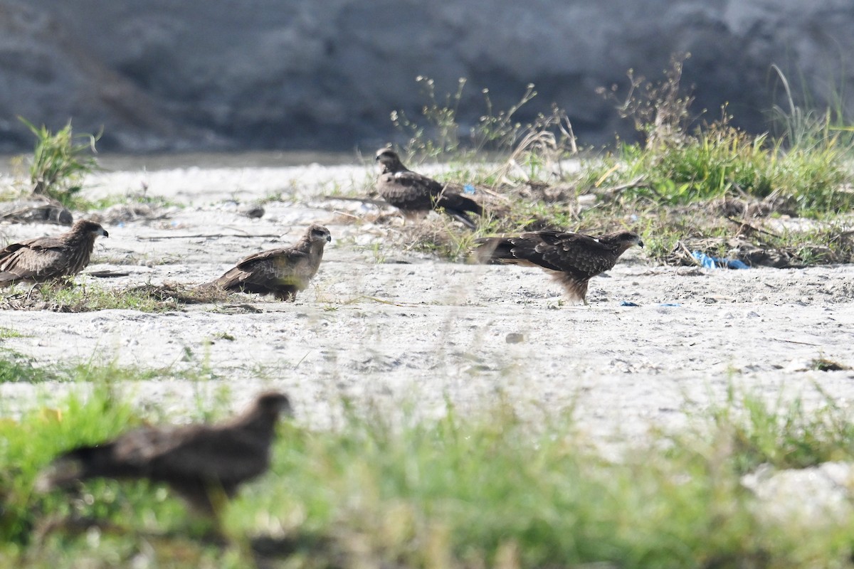 Шуліка чорний [група migrans] - ML645635872