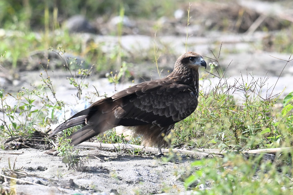 Шуліка чорний [група migrans] - ML645635875