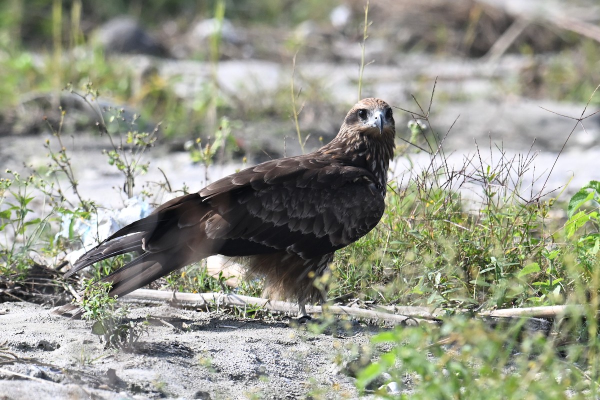 Шуліка чорний [група migrans] - ML645635876