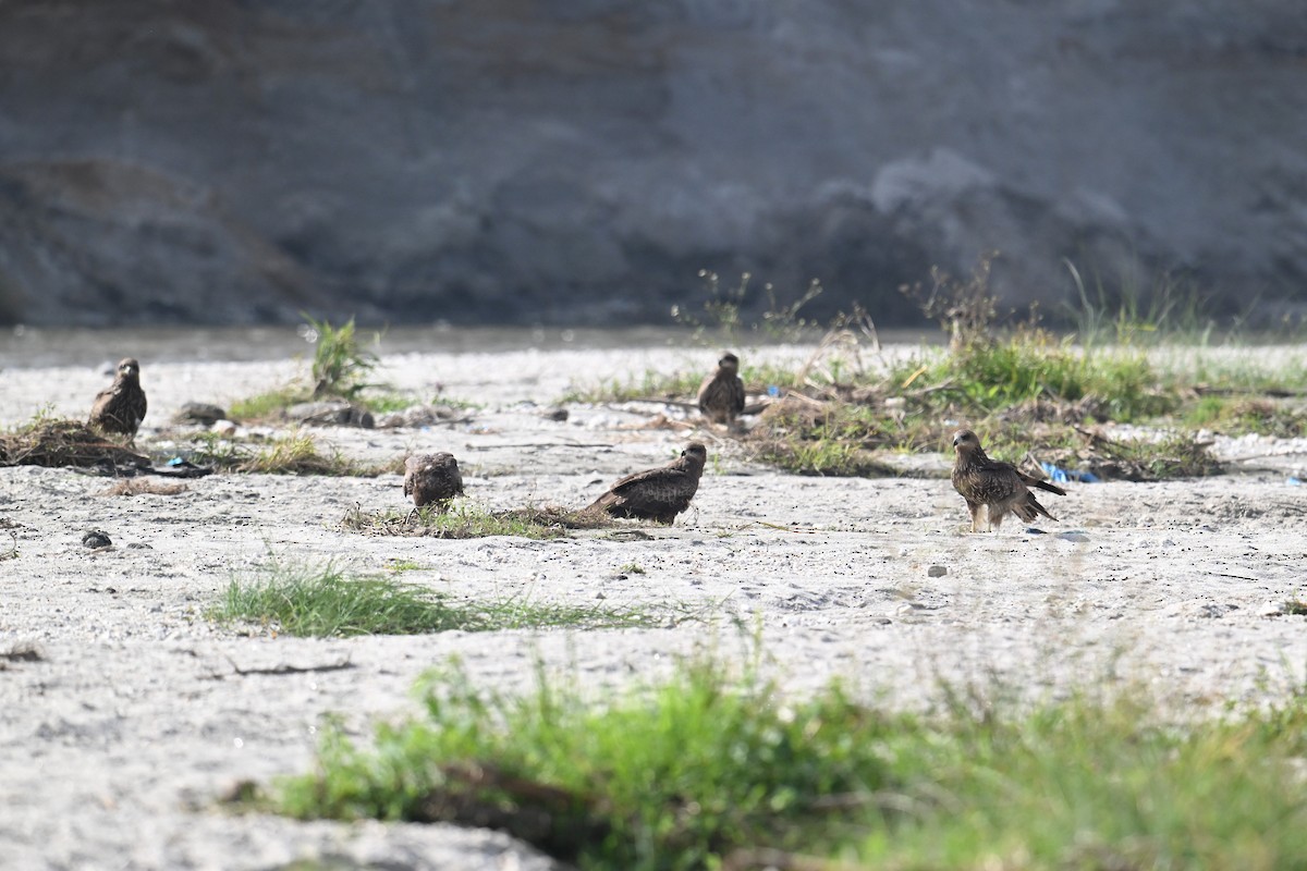 Шуліка чорний [група migrans] - ML645635877