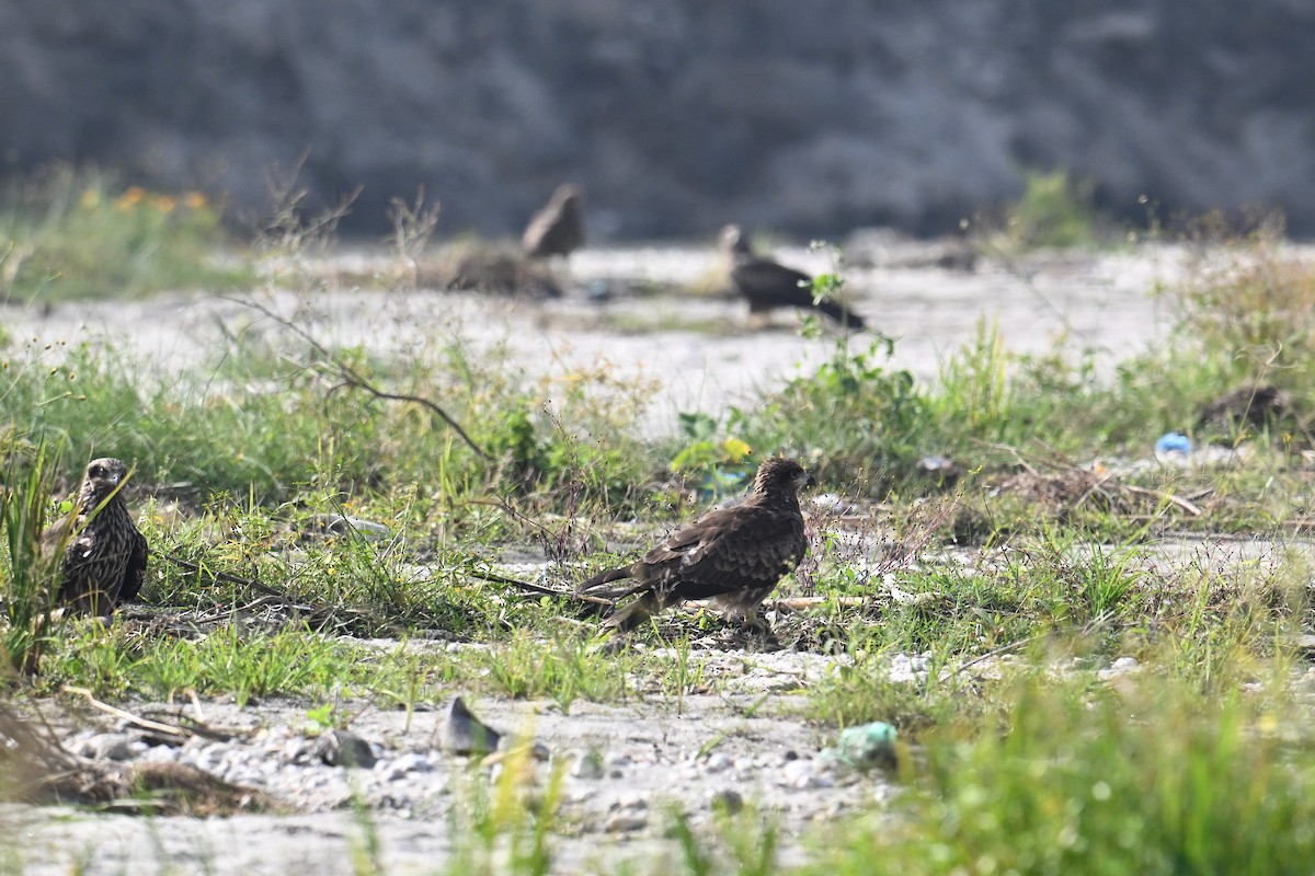 Шуліка чорний [група migrans] - ML645635878