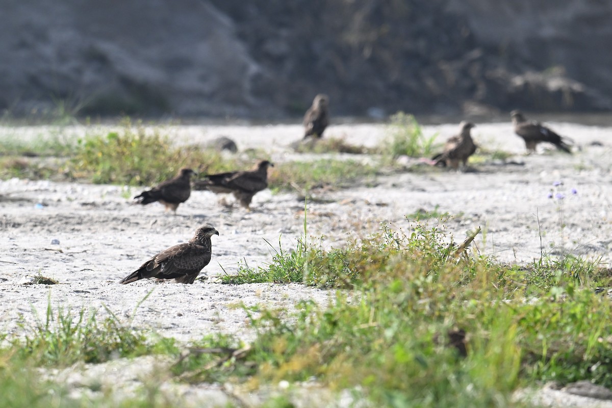 Шуліка чорний [група migrans] - ML645635879