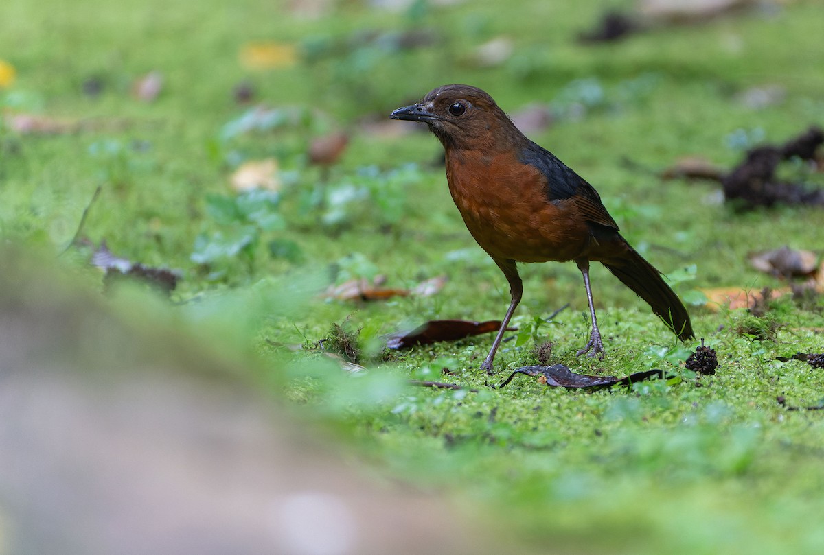 Geomalia - ML645635884