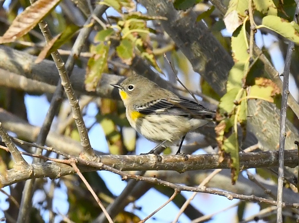 Yellow-rumped Warbler - ML645635886