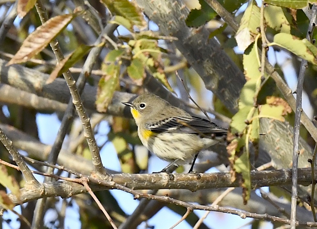Yellow-rumped Warbler - ML645635887
