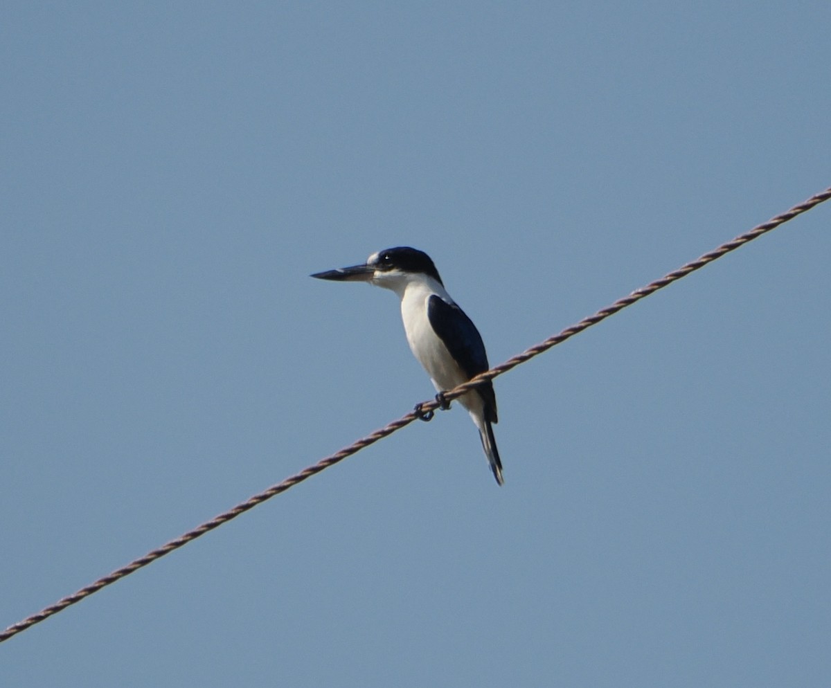 Forest Kingfisher - ML645635893