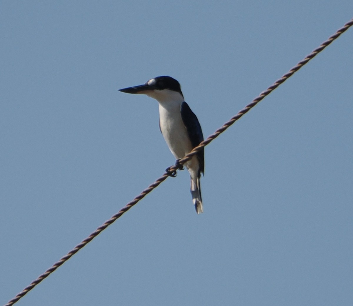 Forest Kingfisher - ML645635894