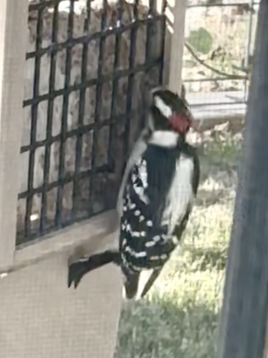 Downy Woodpecker - ML645635899