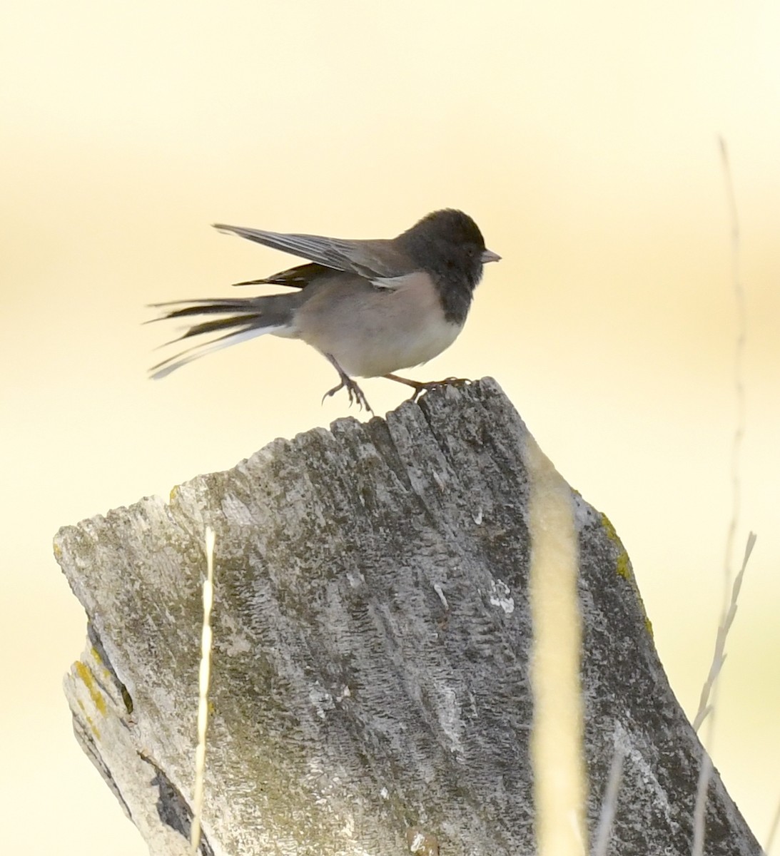 Dark-eyed Junco - ML645635900