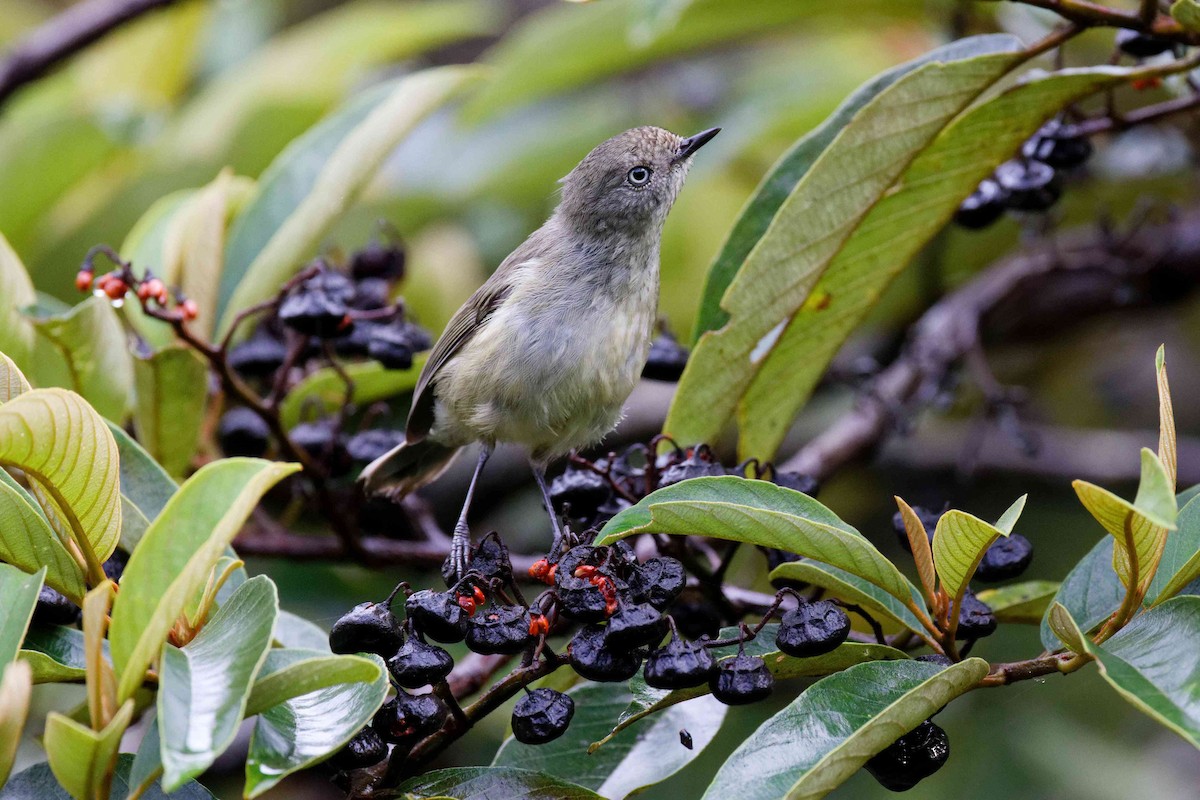 Acanthize des montagnes - ML645635901