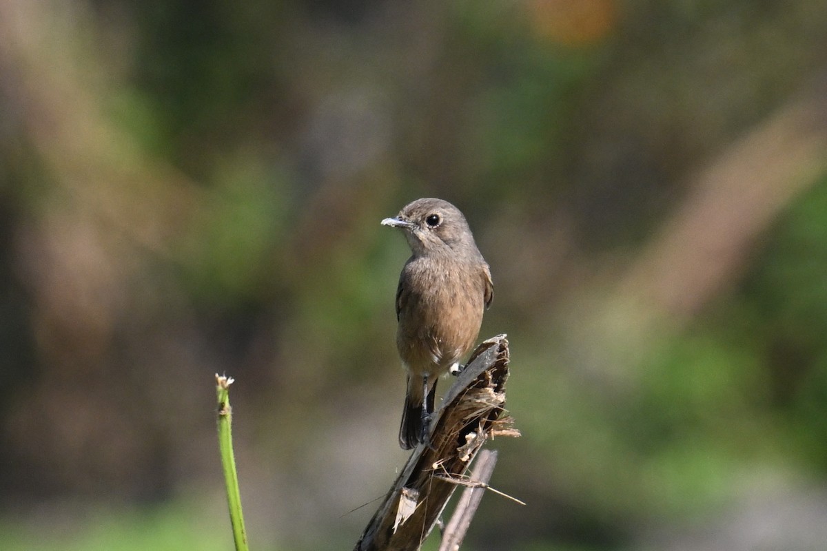 svartskvett - ML645635906