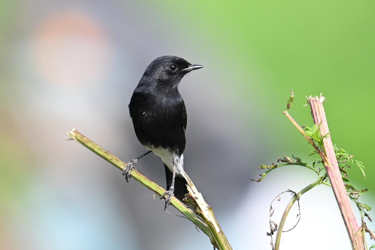 svartskvett - ML645635909