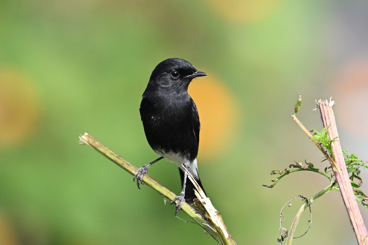 svartskvett - ML645635910