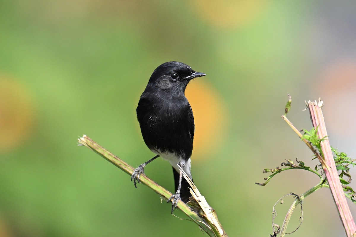 svartskvett - ML645635911