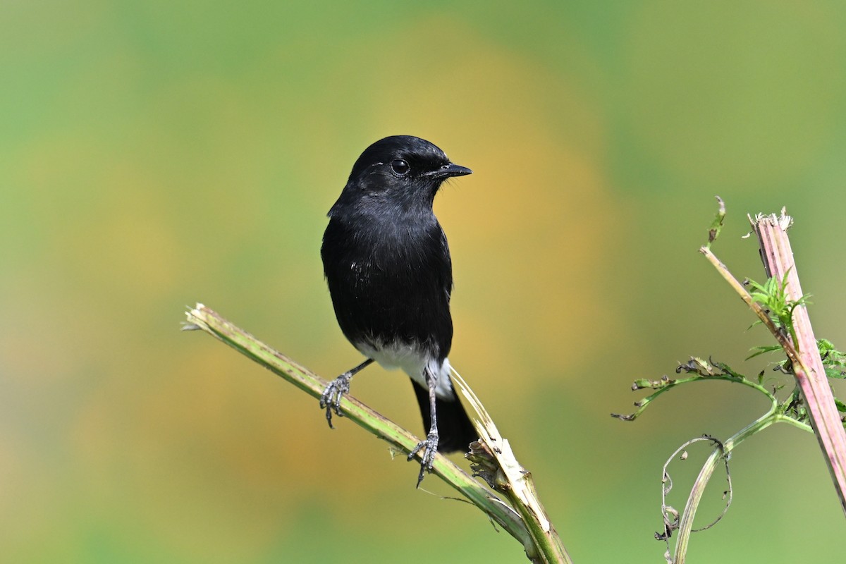 svartskvett - ML645635912