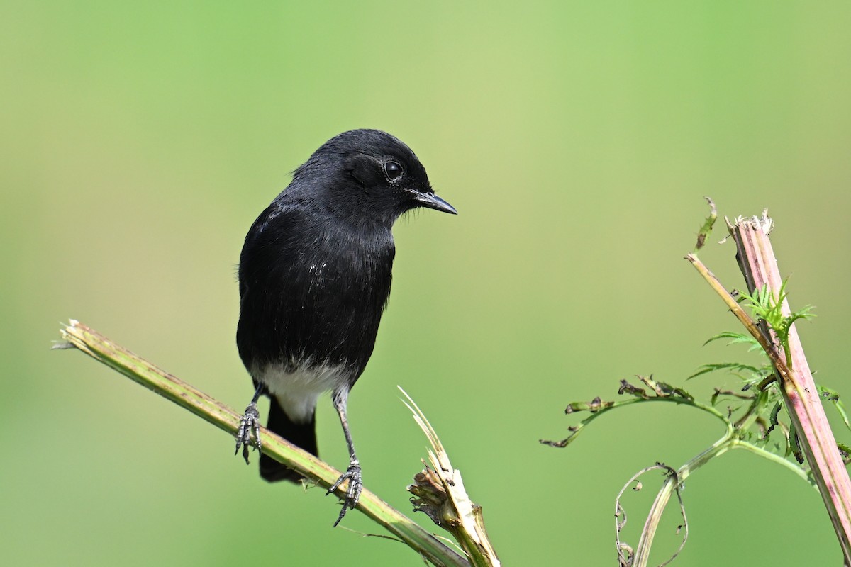 svartskvett - ML645635913