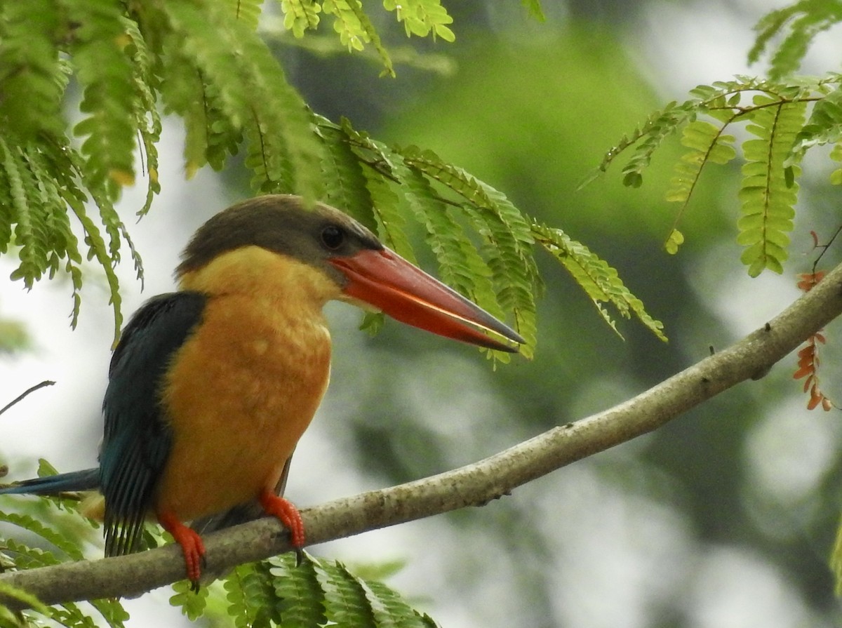 storkenebbisfugl - ML645635914