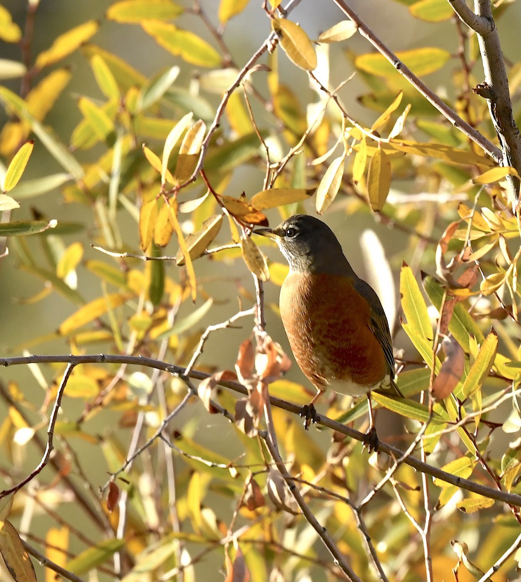 vandretrost - ML645635916