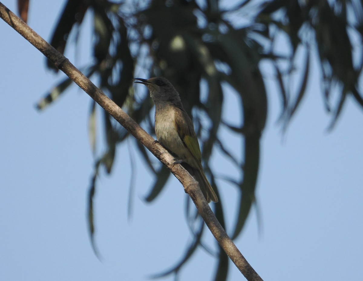 brunhonningeter - ML645635918