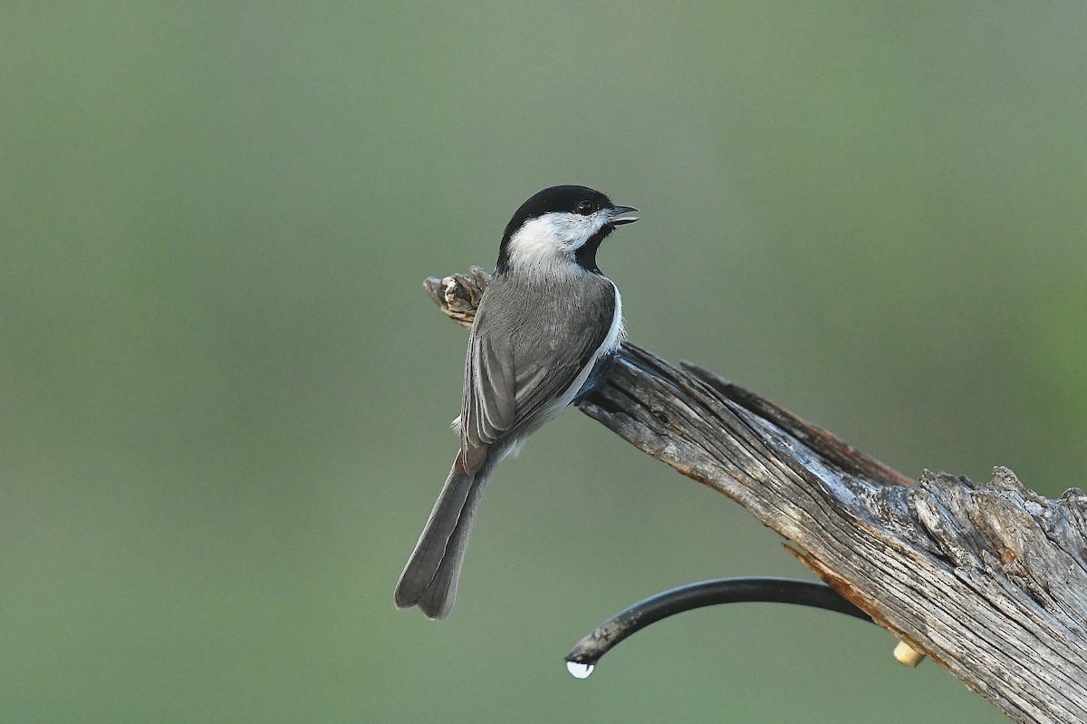 karolinameis - ML645635921