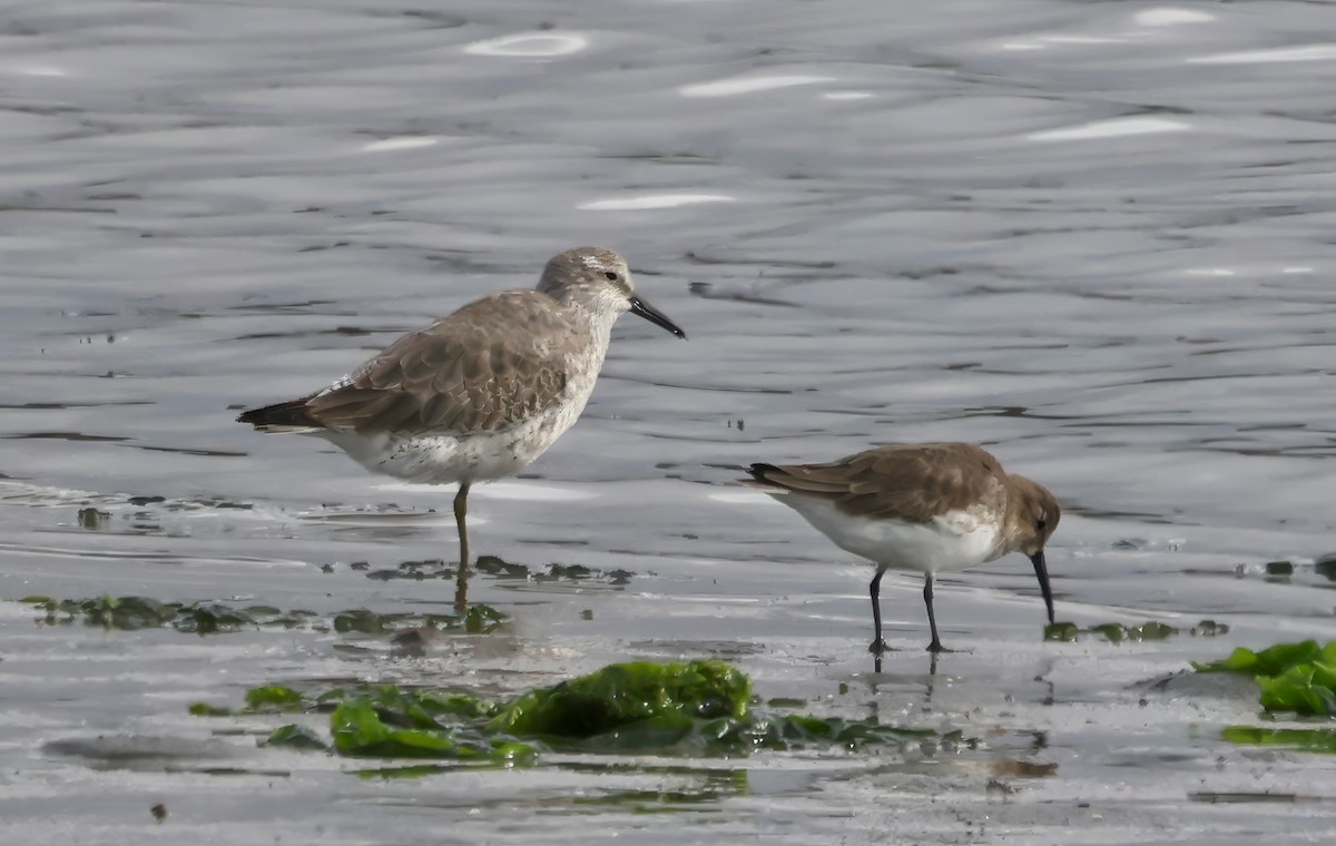 myrsnipe - ML645635924