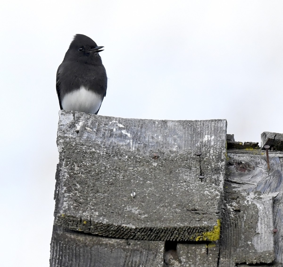 svartfibi - ML645635925