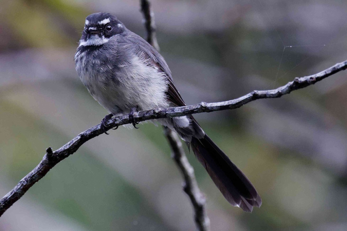 gråviftestjert - ML645635929