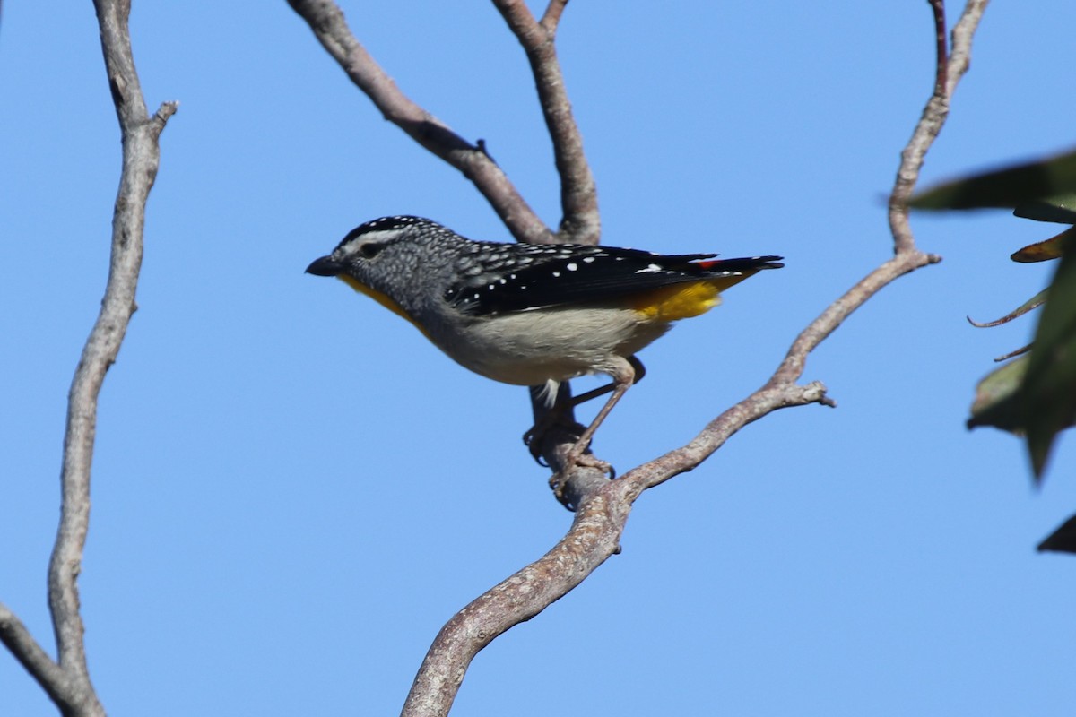 flekkdiamantfugl - ML645635930