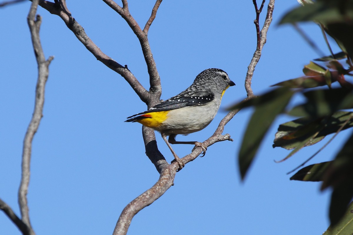 flekkdiamantfugl - ML645635931