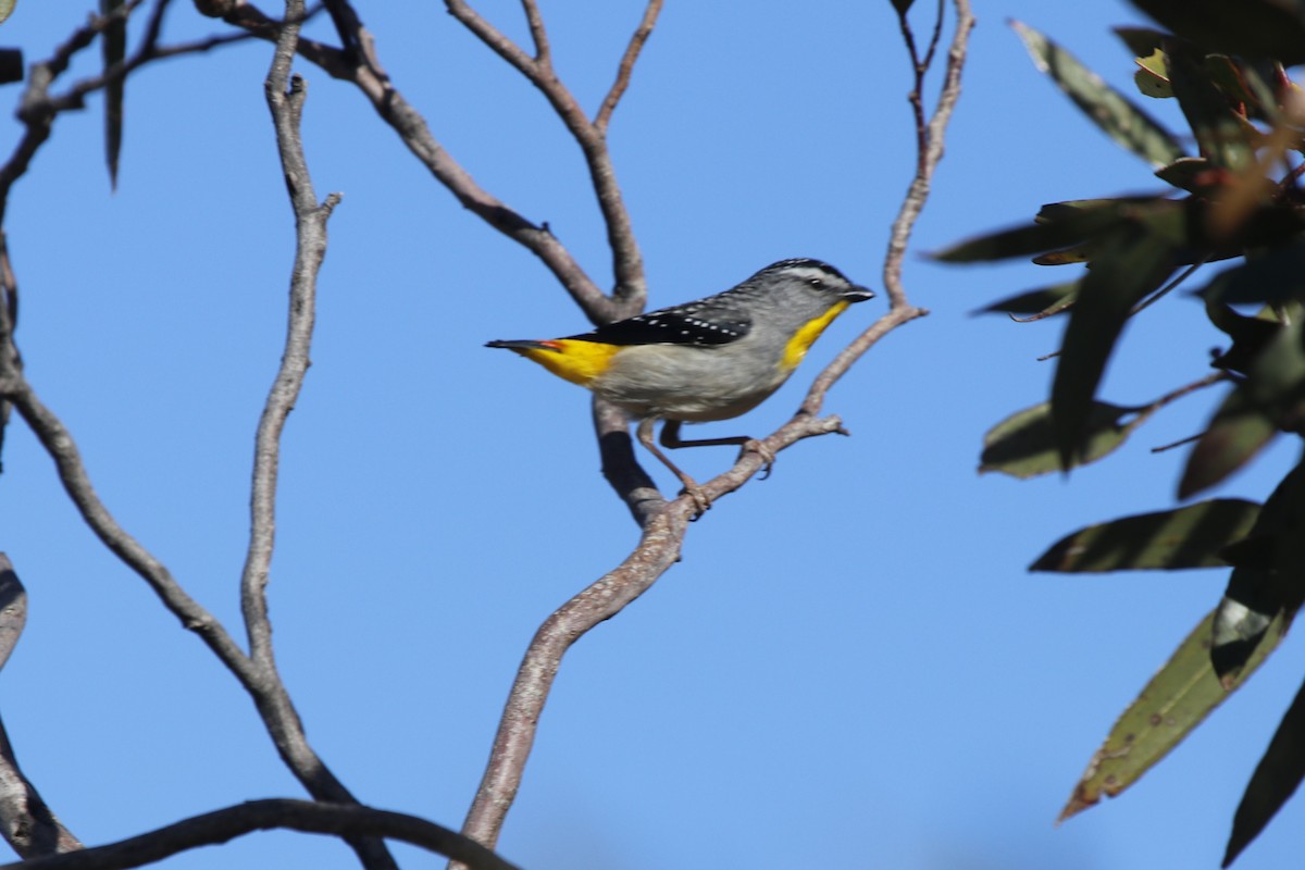 flekkdiamantfugl - ML645635932