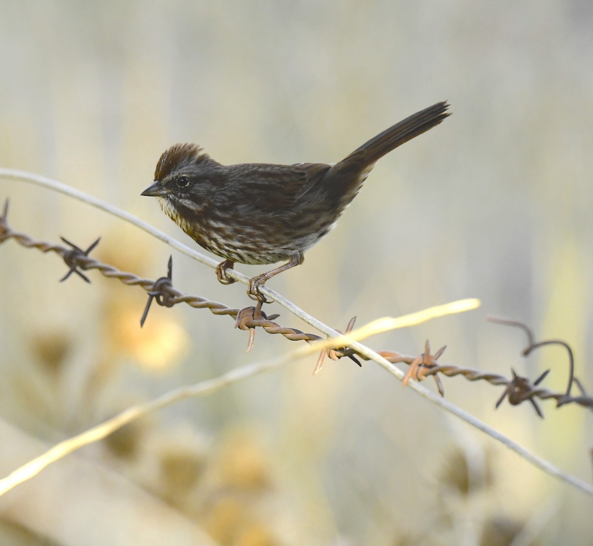 sangspurv - ML645635934