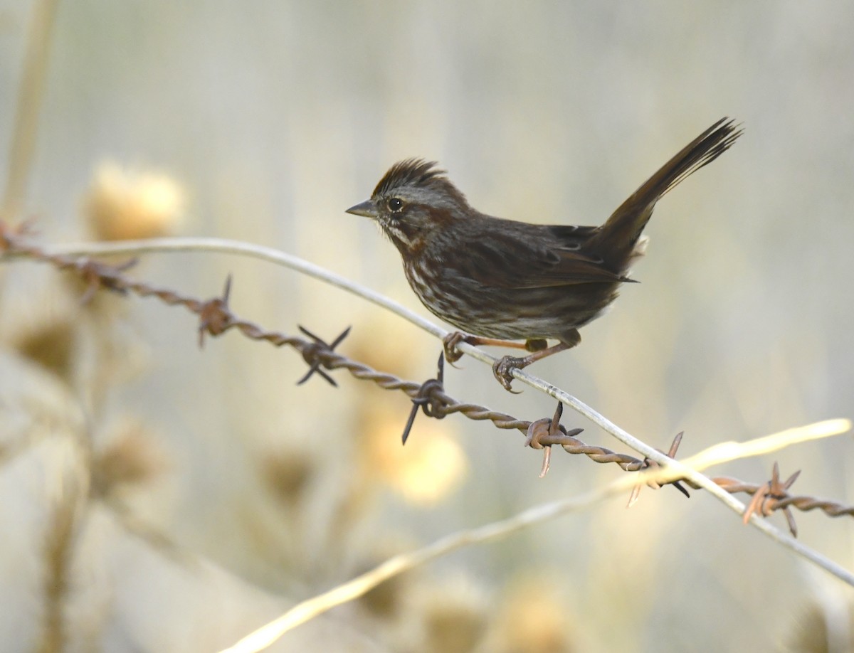 sangspurv - ML645635935