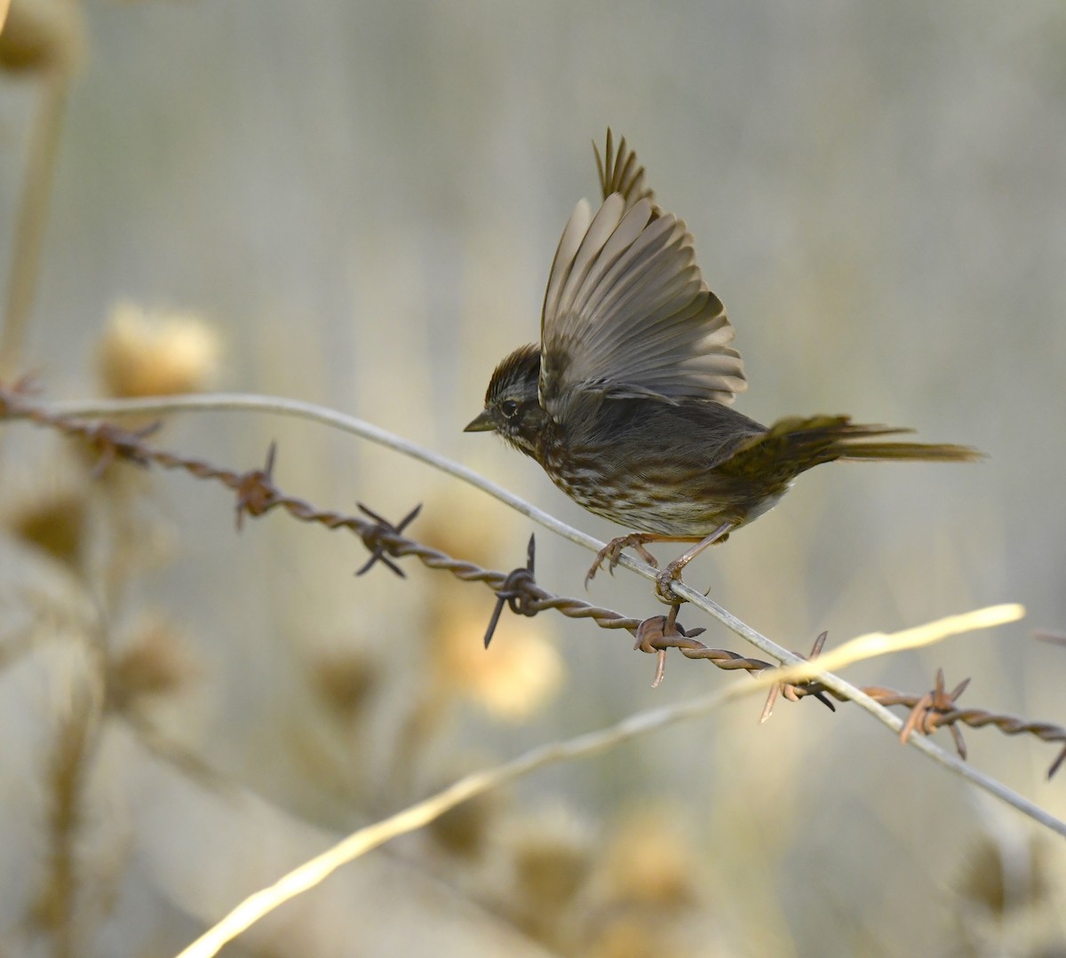 sangspurv - ML645635936