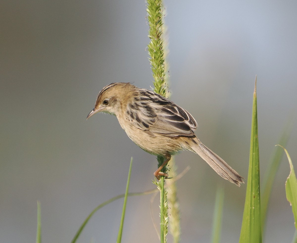 gyllengressanger - ML645635937